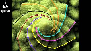 Phyllotaxis in a broccoflower