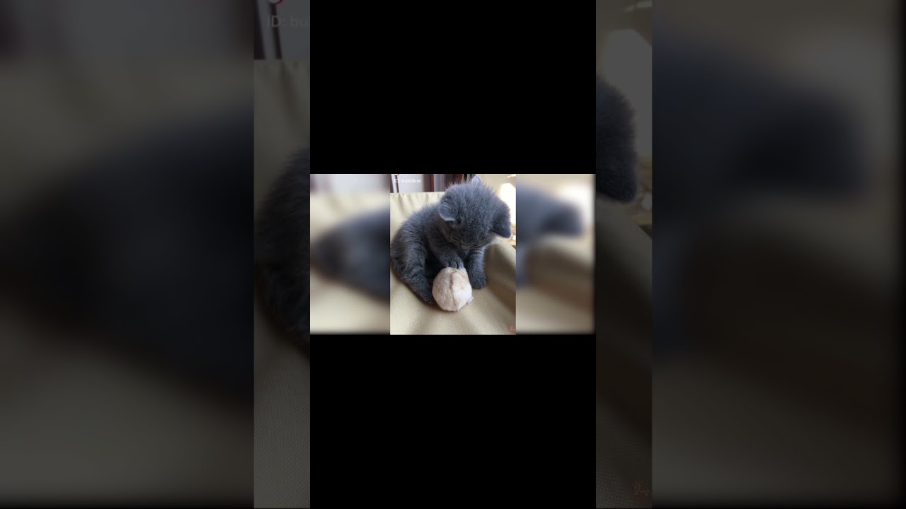 Adorable Cat's playing with his pet rat 
