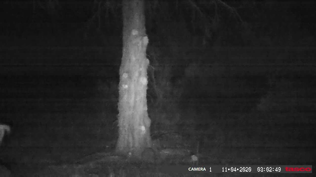 Nice buck in back yard 11/4/2020