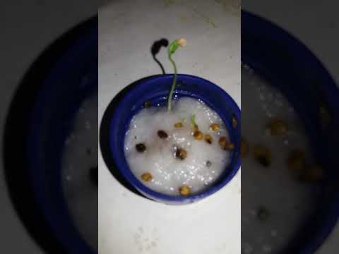 Vídeo: Germinação de sementes de pimenta: como cultivar sementes de pimenta