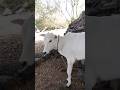 cow farming ... #cow #trending #farming #viralvideo #shortvideo #viral #viralvideo