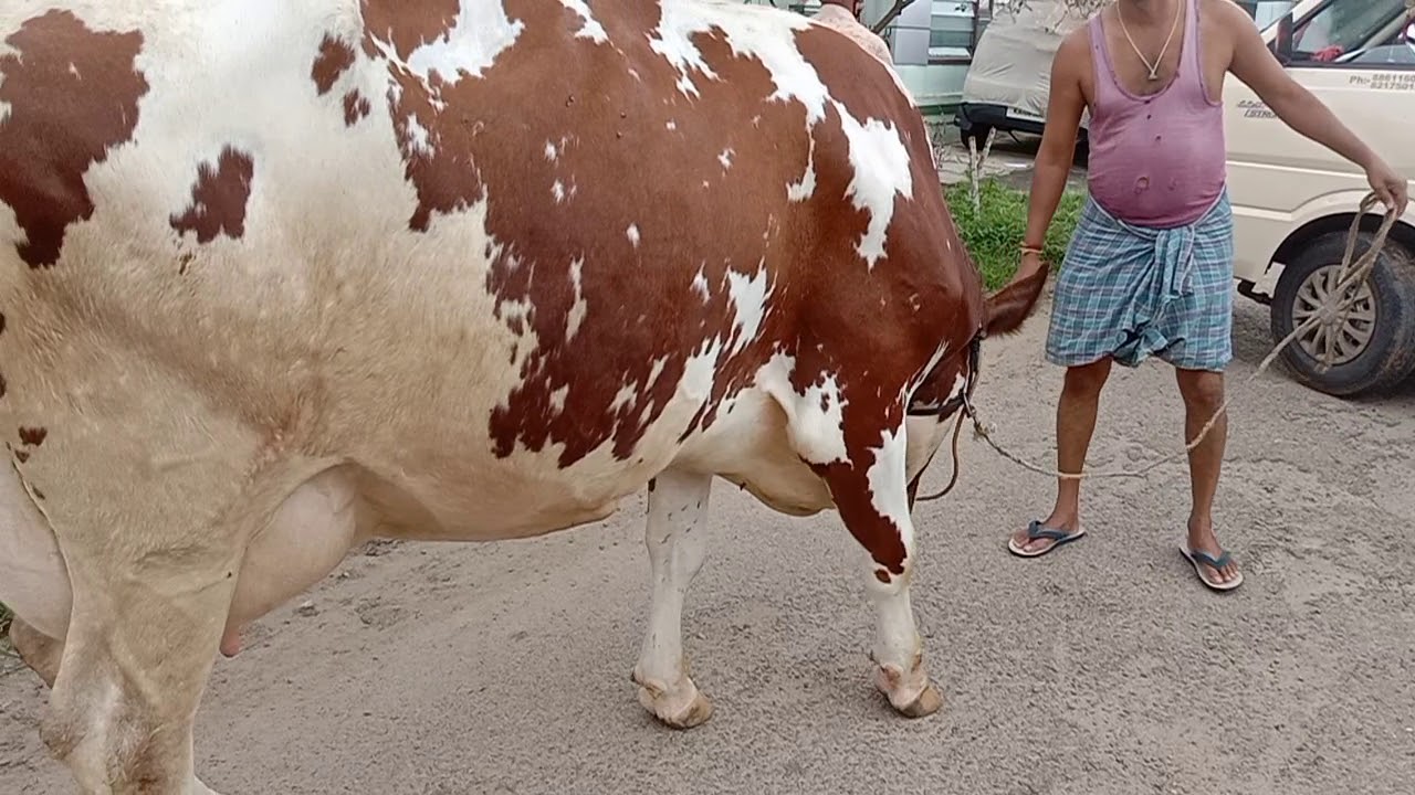 Red and white cow