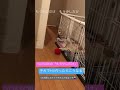 もう少しなんだけどね、ごめんね😞#Shorts