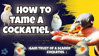 How to Tame a Cockatiel