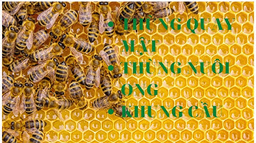 Chân tầng ong nội hàng chuẩn , ong tiếp nhận và xây nhanh .