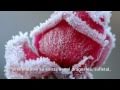 ERNESTO CORTAZAR  - Neither Time Or Distance