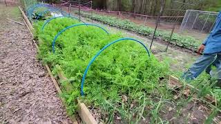 Tour the 60 Foot Raised Bed (March 2024)