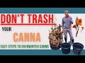 SAVE your CANNA!!! Easy Steps to Overwinter Canna Plants