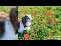 どうしても足を舐めたい犬。さぶろうじいちゃん、80歳‼️