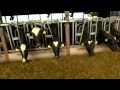 Dairy farming documentary