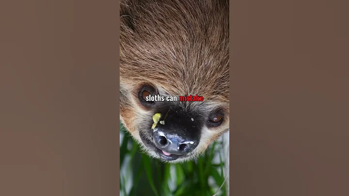 You WON’T BELIEVE What This Sloth Does – It’s Adorable and Hilarious!