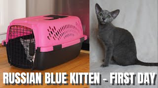 Bringing Home a CFA Registered Russian Blue Kitten!