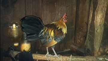 Ntsuag lau Qaib Dib qua zoo 20/5/202