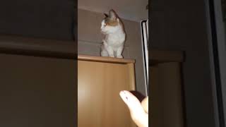 ЖУТКОЕ ВИДЕО КОШКА НАПАЛА НА РУКУ МНОГО КРОВИ В КОНЦЕ ЖУТКОЕ ВИДЕО КОШКА НАПАЛА НА РУКУ МНОГО КРОВИ В КОНЦЕ
