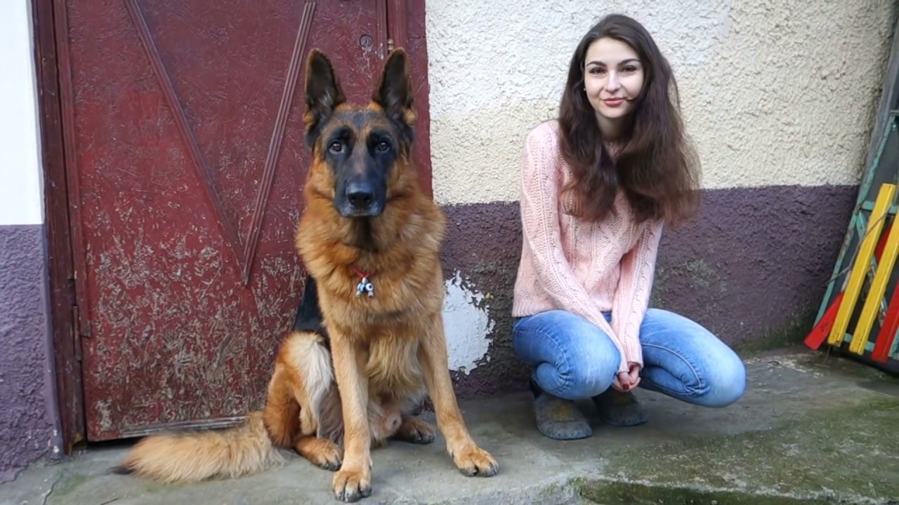 Красавец Райд и его потомство. Немецкая овчарка. Handsome Ryde. German Shepherd.