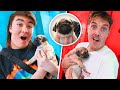 SURPRISING LAZARBEAM OFFICE WITH CUTE PUPPY
