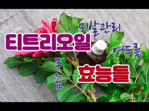 티트리오일 효능, 부작용, 사용법 - 다양한 티트리오일 활용법 총정리!