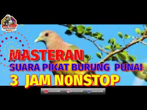 Suara Pikat Burung Punai Pikat Paling Jernih Durasi 3 Jam Nonstop No Iklan 100% Point #mbakule88