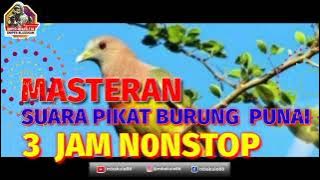 Suara Pikat Burung Punai Pikat Paling Jernih Durasi 3 Jam Nonstop No Iklan 100% Point #mbakule88