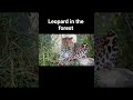 Discovery of world and amazing. Leopard in the forest. #shorts #youtubeshorts