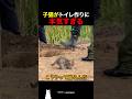 子猫がトイレ作りに本気すぎる