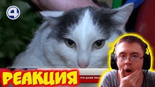 Кот парится веником в бане / Свердловская область ( ЧЕТВЕРТЫЙ КАНАЛ LIVE ) | Реакция