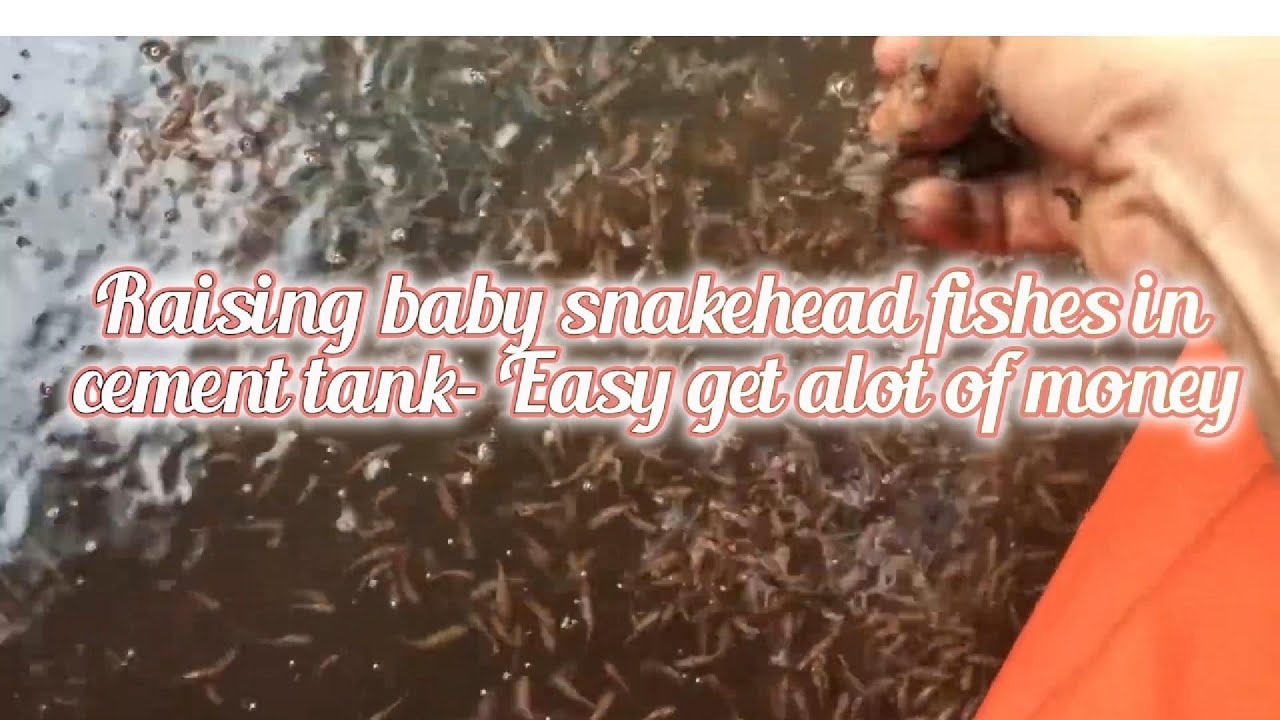 Indsustries Raising Fish- head  in Fish Farm