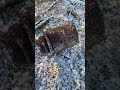 Опасные штучки #коп #мд #втораямироваявойна #граната #вов #операциябагратион #пошук #поиск