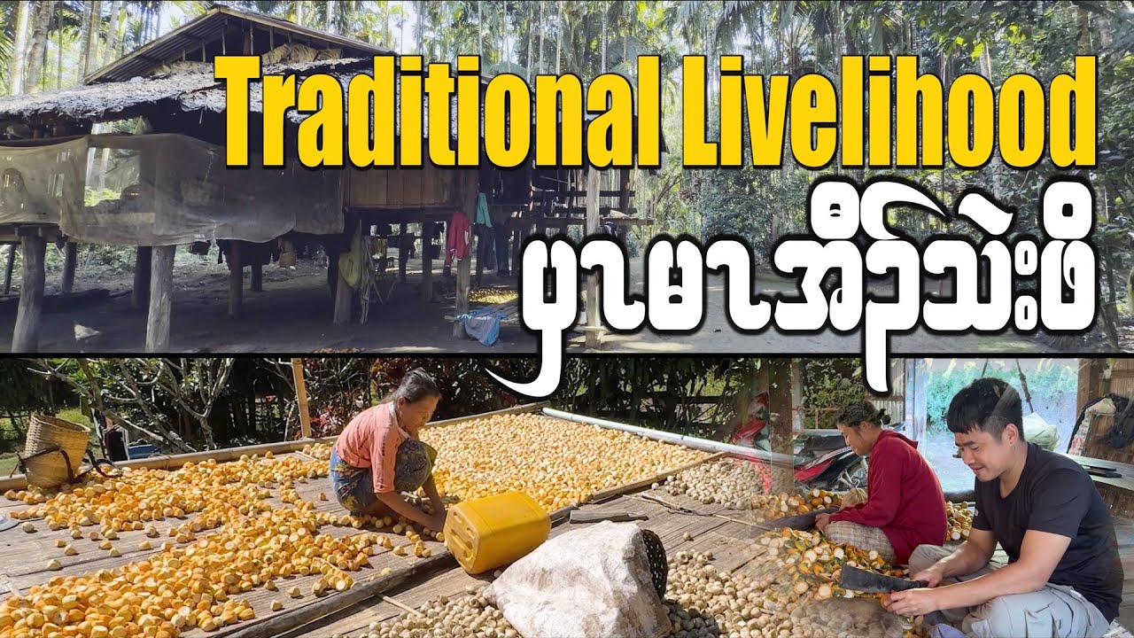 How Karen Villagers Harvest Betel Nuts | A Traditional Way of Life