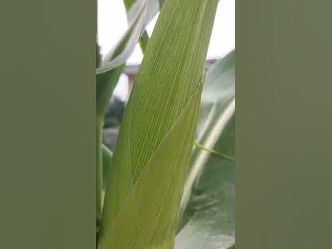 cron plants in terrace garden 🏡😀 - YouTube
