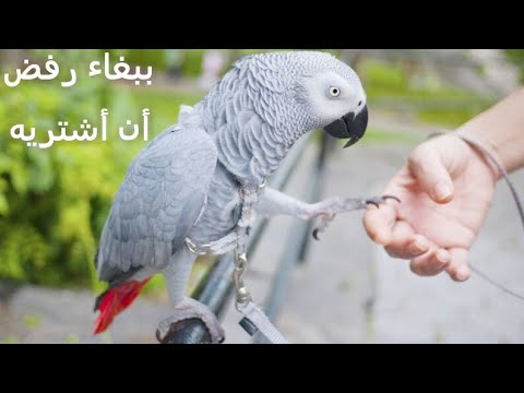 ببغاء شرس رفض أن أشتريه وبدأ بالصرااااااااخ