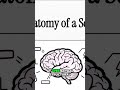 Why You CAN'T Stop Scrolling: The Lost Hour Brain Hack! #shorts