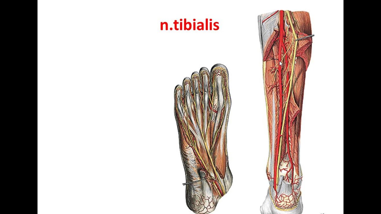 zenuwen been n tibialis en n peroneus communis - YouTube