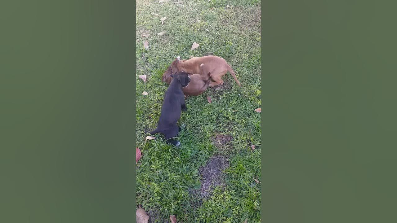 pelea de 3 pitbull a muerte YouTube