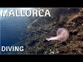 Mallorca  south  diving