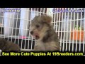Schnorkie, Puppies, For, Sale, In, Boise City, Idaho, ID, Rexburg, Post Falls, Lewiston, Twin Falls Schnorkie, Puppies, For, Sale, In, Boise City, Idaho, ID, Rexburg, Post Falls, Lewiston, Twin Falls