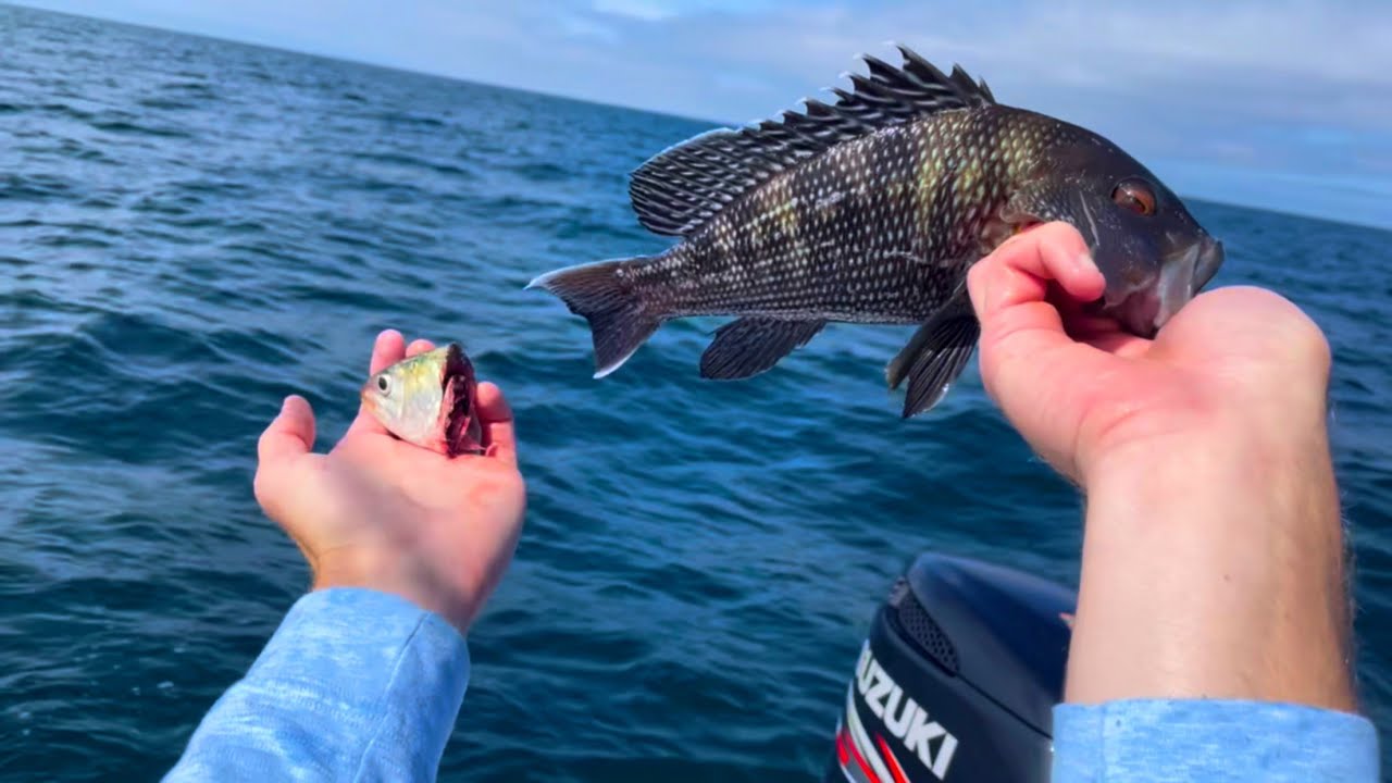 Keeper Black Sea Bass Off The North Carolina Coast