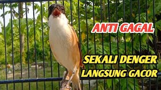 CENDET GACOR TAK KENAL WAKTU || PANCINGAN CENDET PALING AMPUH