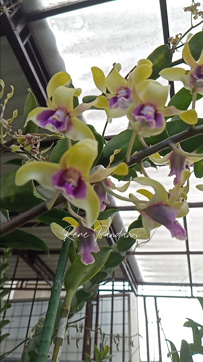 The Tjandrawati orchid is more than 3 meters high