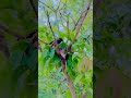 কিসুন্দর না? 🥰 #youtubeshorts #banglavlo #birds #bird