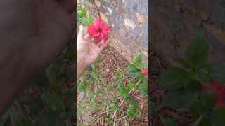 Hibiscus plant flowering || #shorts#dsjgardening