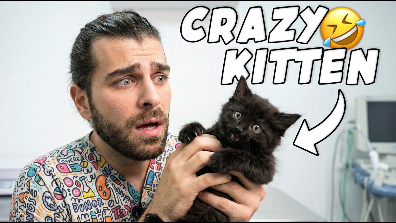 Этот котенок просто сумасшедший! (Котенок такой непослушный!)