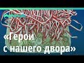 Третий сезон проекта «Герои с нашего двора» начался в Барнауле