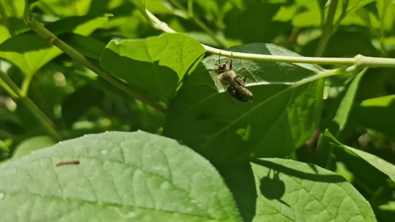 Пчела! Банный день или что там у нее, не поняла..?!    21 05 2025