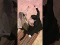 رقصة سيلا و جودت مسلسل سيلا Shorts Sıla مسلسلات تركية 
