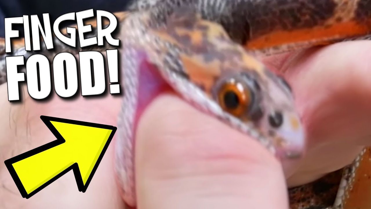 vlogs in spanish SNAKE TRYING TO EAT HIS FINGER!! FED GRAPES TO MY PETS AT THE REPTILE ZOO!! | BRIAN BARCZYK