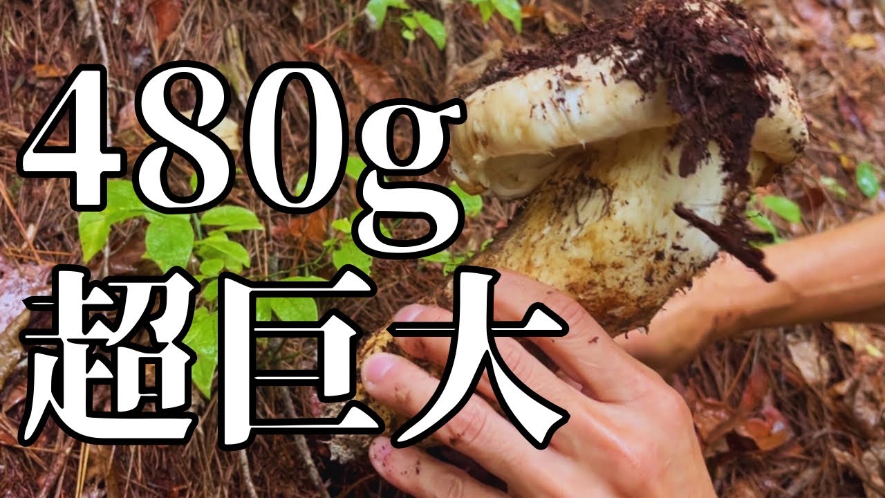 【松茸狩り】今季最大480g！地中から出た巨大松茸
