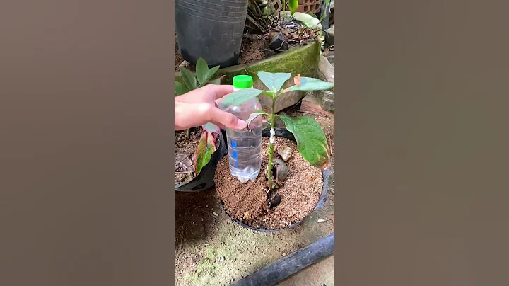 With only 1 plastic bottle, you save 5 liters of water for watering your plants every day #shorts - DayDayNews