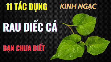 11 Công Dụng Tuyệt Vời của Rau Diếp Cá – Bí Quyết Vàng Cho Sức Khỏe và Làn Da!