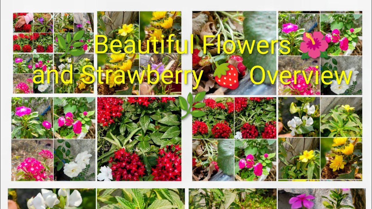 🌿 Beautiful Flowers 🌺 and Strawberry 🍓 Overview 🌿🏡